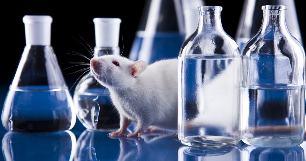 animal research essay | Blog International House Braga animal research essay | Blog International House Braga