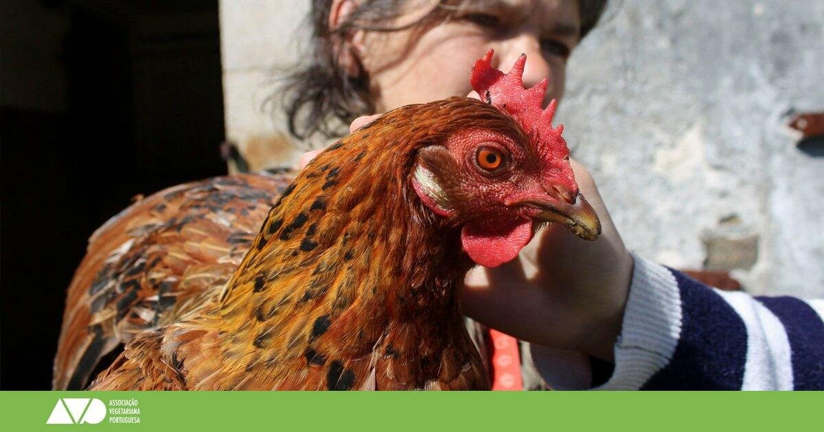 Santuários de animais em Portugal onde e como apoiar