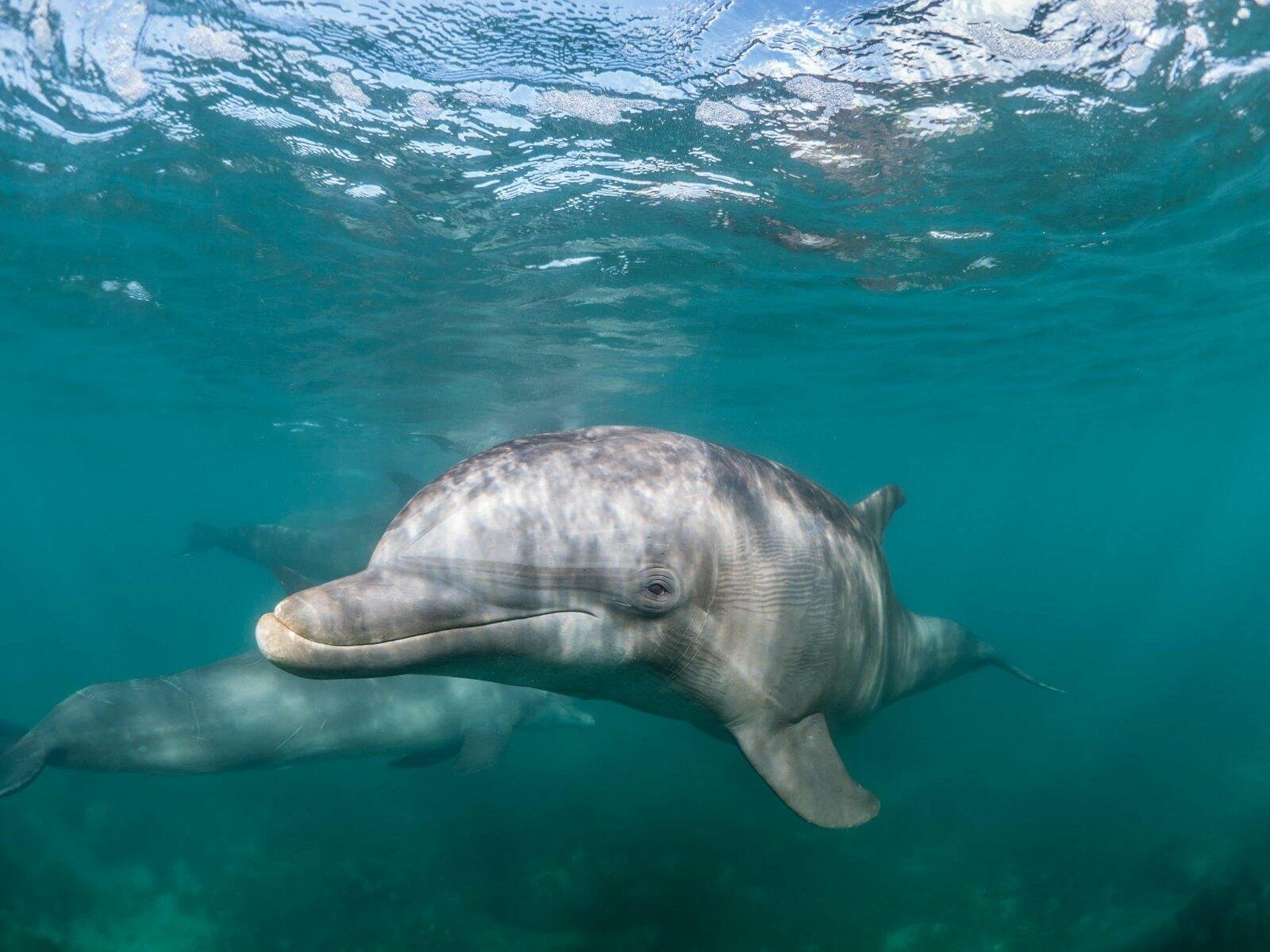 As populações mundiais de golfinhos estão em declínio