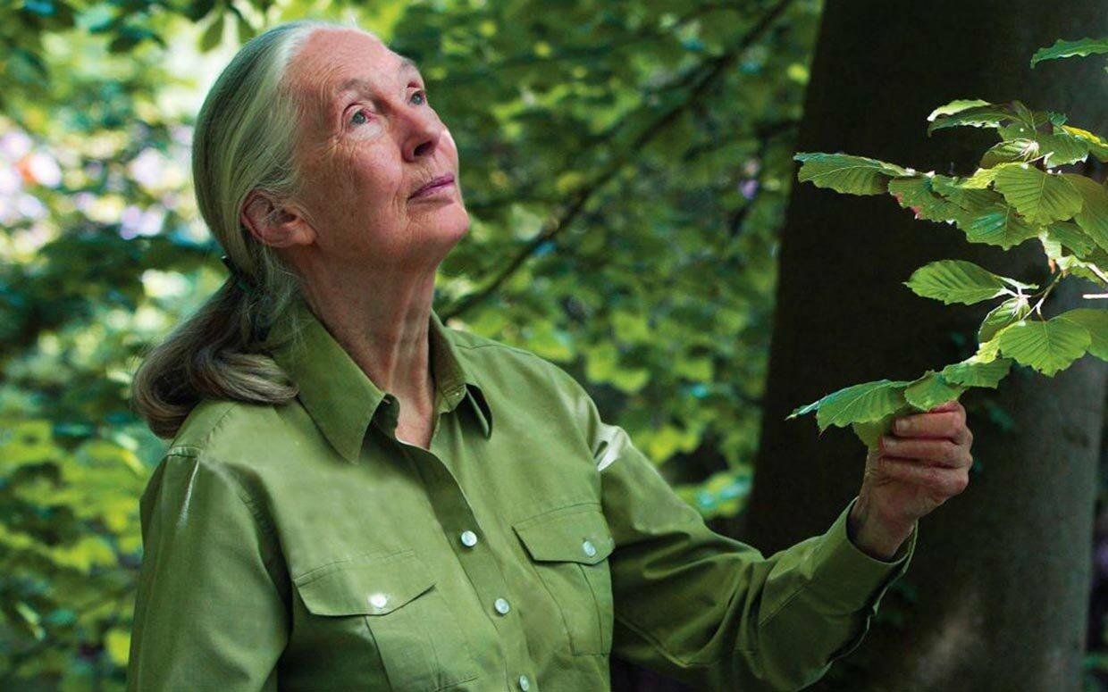 Jane Goodall incentiva-nos a comer menos carne, e as suas razões são bastante convincentes