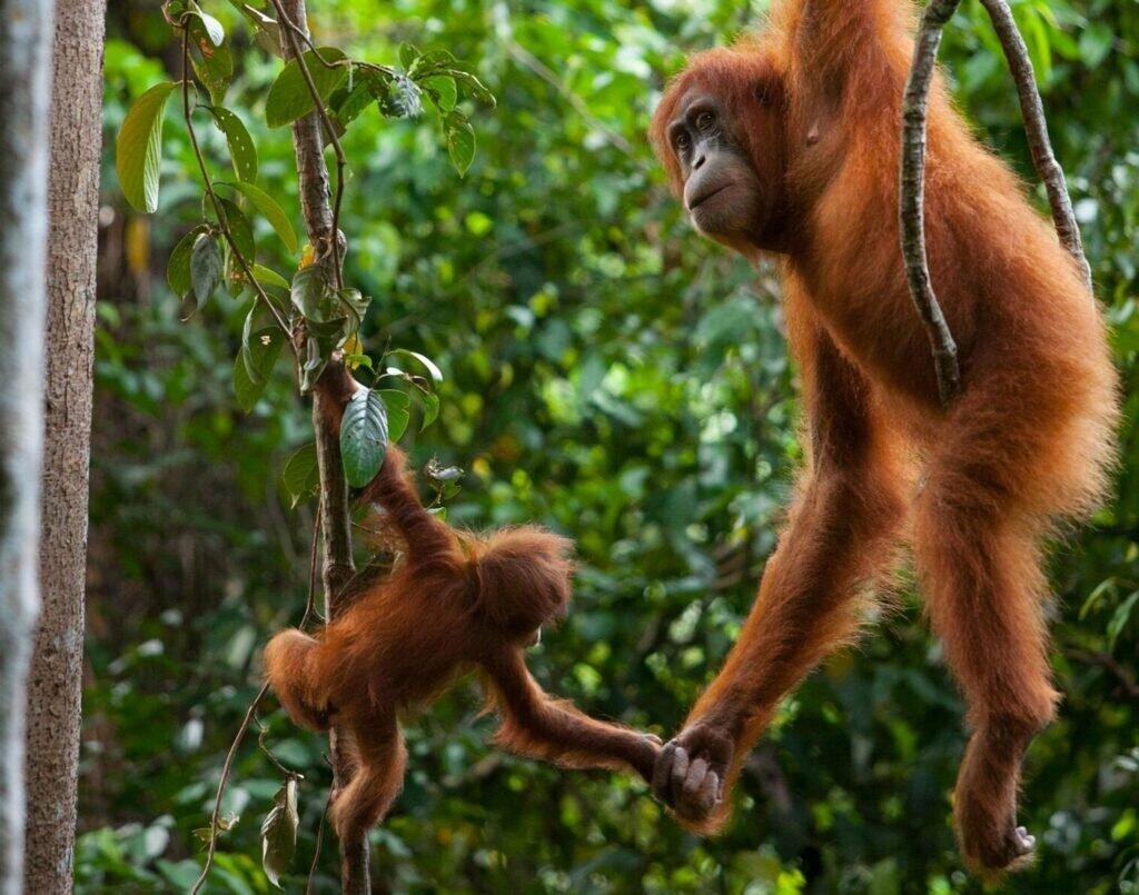 Os Animais Selvagens Também Sofrem? 3 sumatran orangutan covid v2