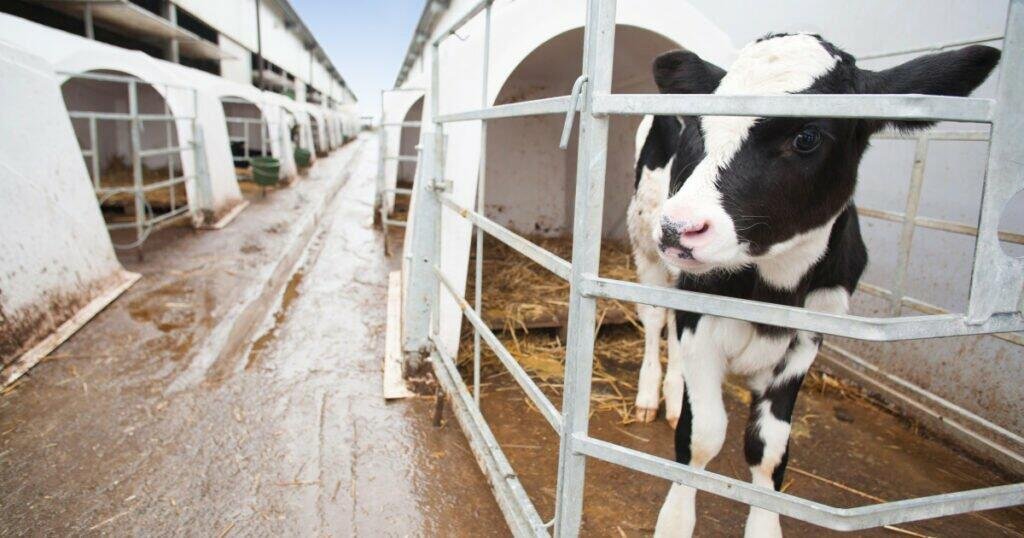 6 boas razões para Não comer produtos de origem animal 1 male dairy cows the humane league