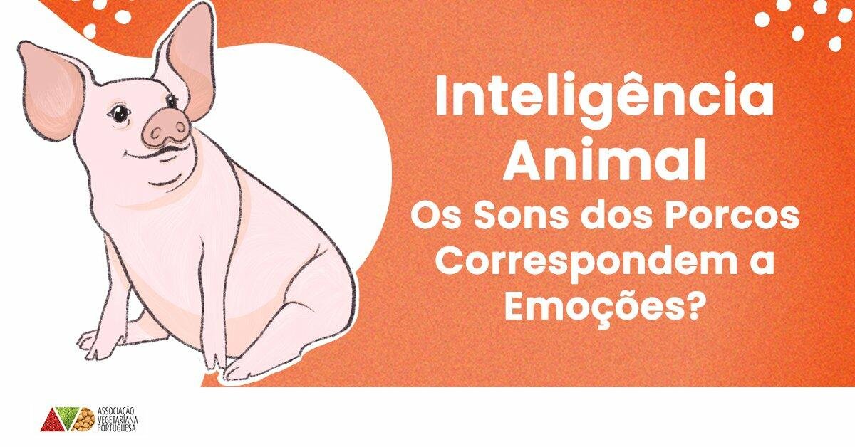 Inteligencia Animal Os Sons dos Porcos Correspondem a Emoções