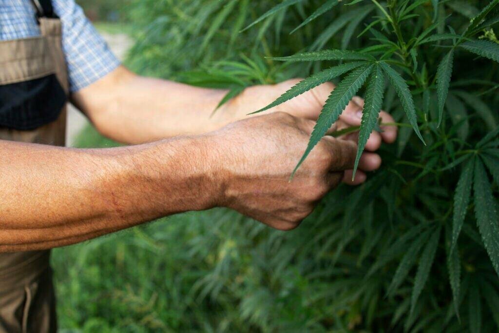 10 Alternativas Vegetais ao Leite de Vaca 8 growing cannabis hemp plants alternative medicine