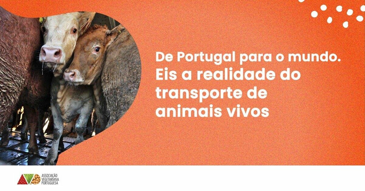 De Portugal para o mundo. Eis a realidade do transporte de animais vivos