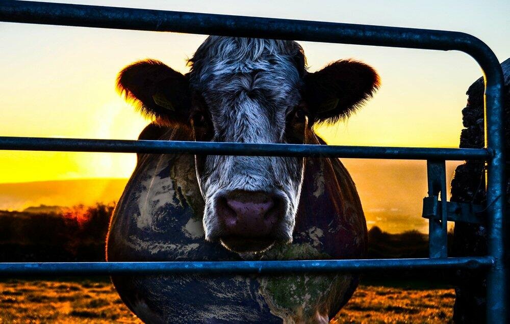 cowspiracy cow