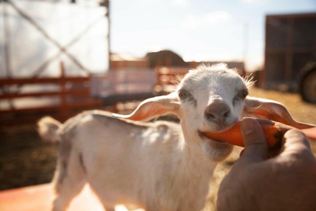 young farmer feeding his goats vegetables farm