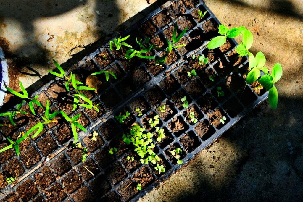 Como ter uma Horta em Casa? 6 greenery potted plants gardening nature