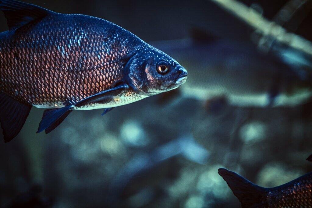 close up photo fish life underwater oceanarium