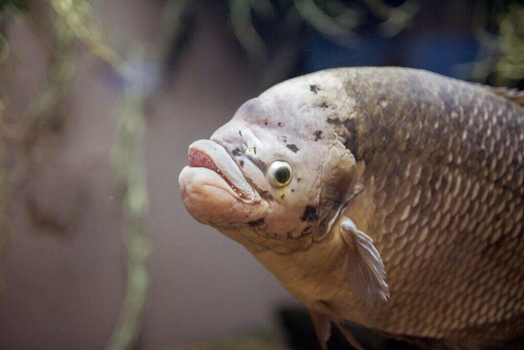 closeup shot carp fish underwater