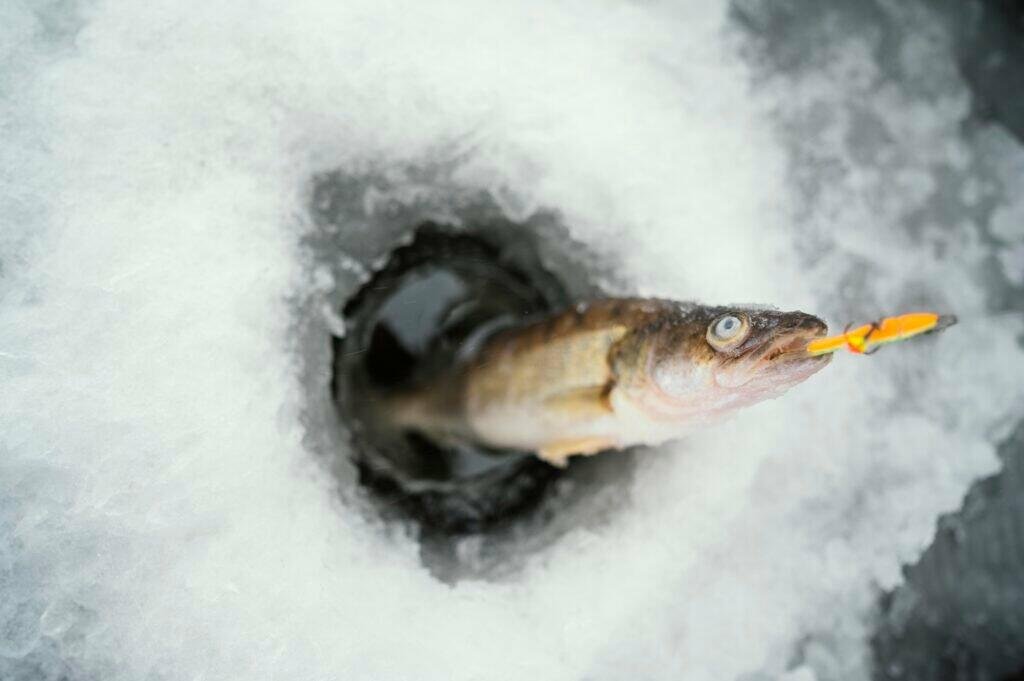 frozen fish with snow around